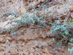 Diplotaxis harra crassifolia