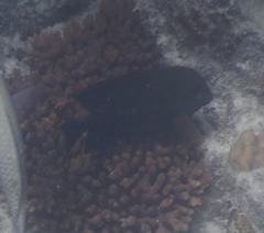 Ctenochaetus striatus