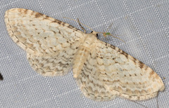 Eupithecia cretaceata