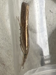 Agriphila tristella