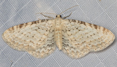 Eupithecia cretaceata