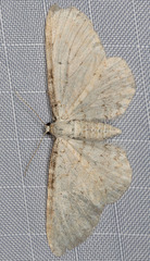 Eupithecia cretaceata