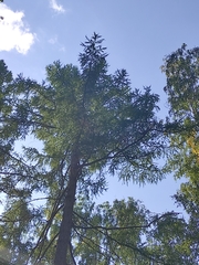Larix sibirica