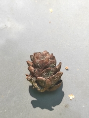 Larix sibirica