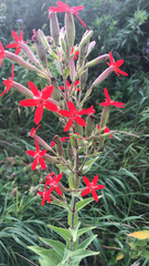 Silene regia