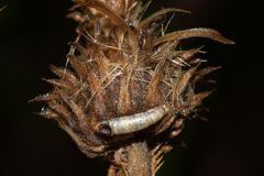 Aporia crataegi