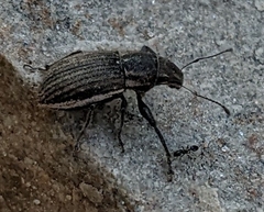 Naupactus leucoloma