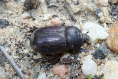 Pentodontini