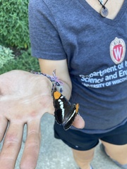 Adelpha californica