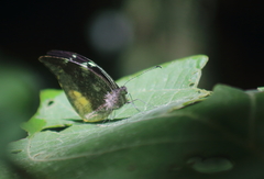 Lieinix nemesis atthis