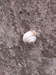 Gastropoda