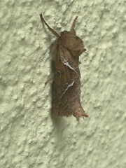 Triodia sylvina