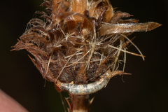 Aporia crataegi