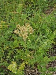 Heracleum sphondylium