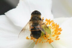 Eristalis tenax