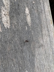 Crematogaster rogenhoferi