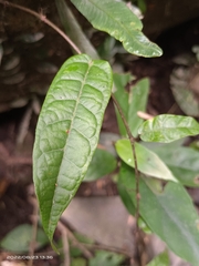 Ficus sarmentosa nipponica