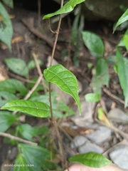 Ficus sarmentosa nipponica