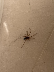 Steatoda grossa