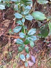 Berberis darwinii