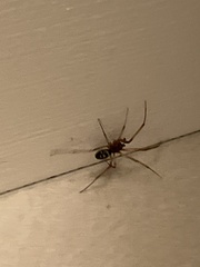 Steatoda grossa