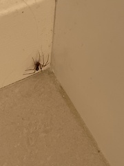 Steatoda grossa