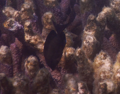 Acanthuridae