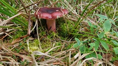 Russula sanguinea