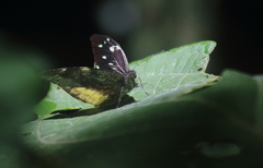 Lieinix nemesis atthis