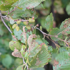 Alnus incana
