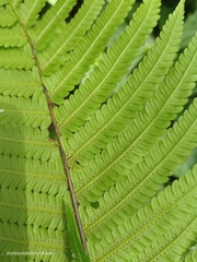 Sphaerostephanos taiwanensis