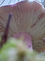 Russula sanguinea
