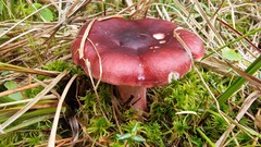 Russula sanguinea