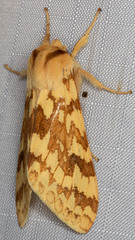 Lophocampa maculata