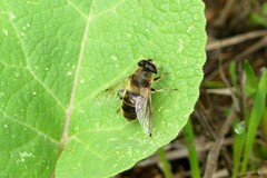 Eristalis tenax