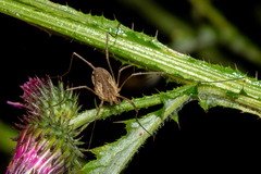 Mitopus morio