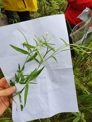 Epilobium palustre