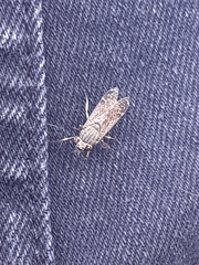 Diptera