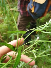 Epilobium palustre