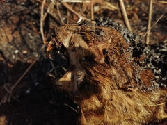 Procavia capensis capensis
