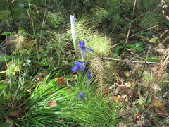 Gentianopsis barbata