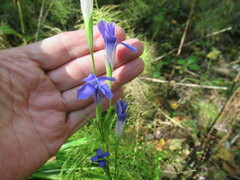 Gentianopsis barbata