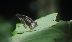 Lieinix nemesis atthis