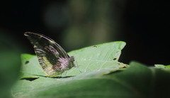 Lieinix nemesis atthis