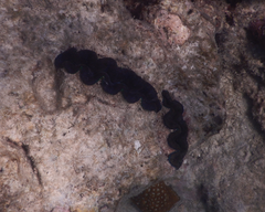Tridacna crocea