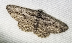 Anavitrinella pampinaria