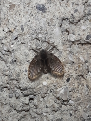 Clogmia albipunctata