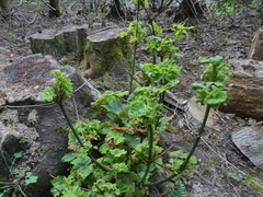 Ribes rubrum