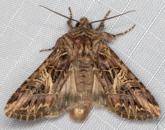 Anarta farnhami