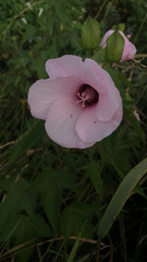 Hibiscus laevis